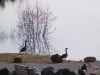 geese-in-spring